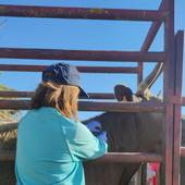 Los jefes de Sección de Sanidad y Producción Animal se plantan ante una resolución de la Junta