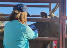 Una veterinaria realiza una prueba durante un saneamiento ganadero.