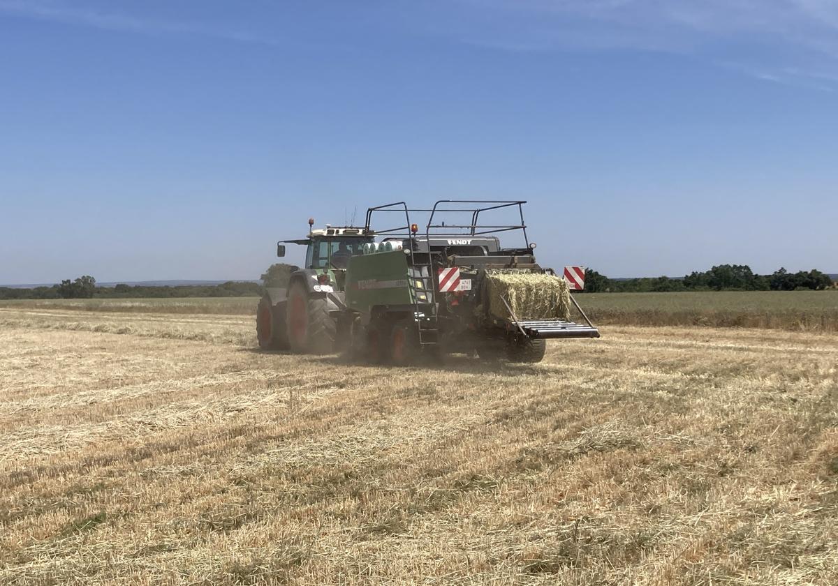 Tierra sembrada de trigo en la provincia de Salamanca que se ha aprovechado para forraje para el ganado.