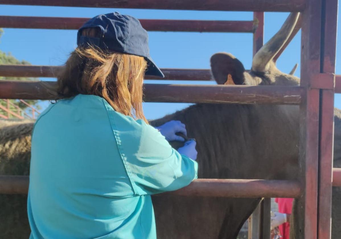 Una veterinaria realiza una prueba de saneamiento en una explotación de Salamanca.