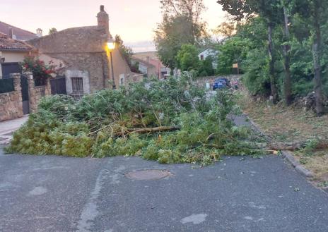 Imagen secundaria 1 - Árboles afectados por el temporal en Torrecaballeros.