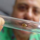 Las garrapatas se multiplican por el calor y la fauna silvestre en las ciudades