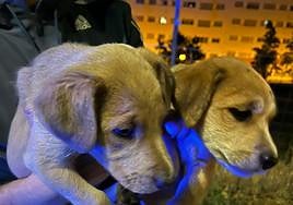 Imagen de los perros que ha subido a Twitter la Policía Local de Valladolid.