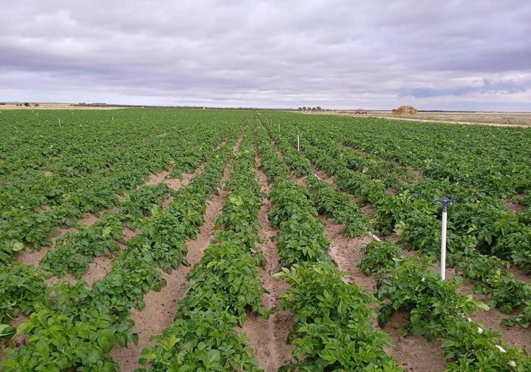 Una tierra sembrada de patatas en La Moraña, Ávila.