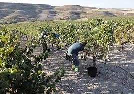 Vendimia en la DO Ribera del Duero el pasado mes de septiembre.