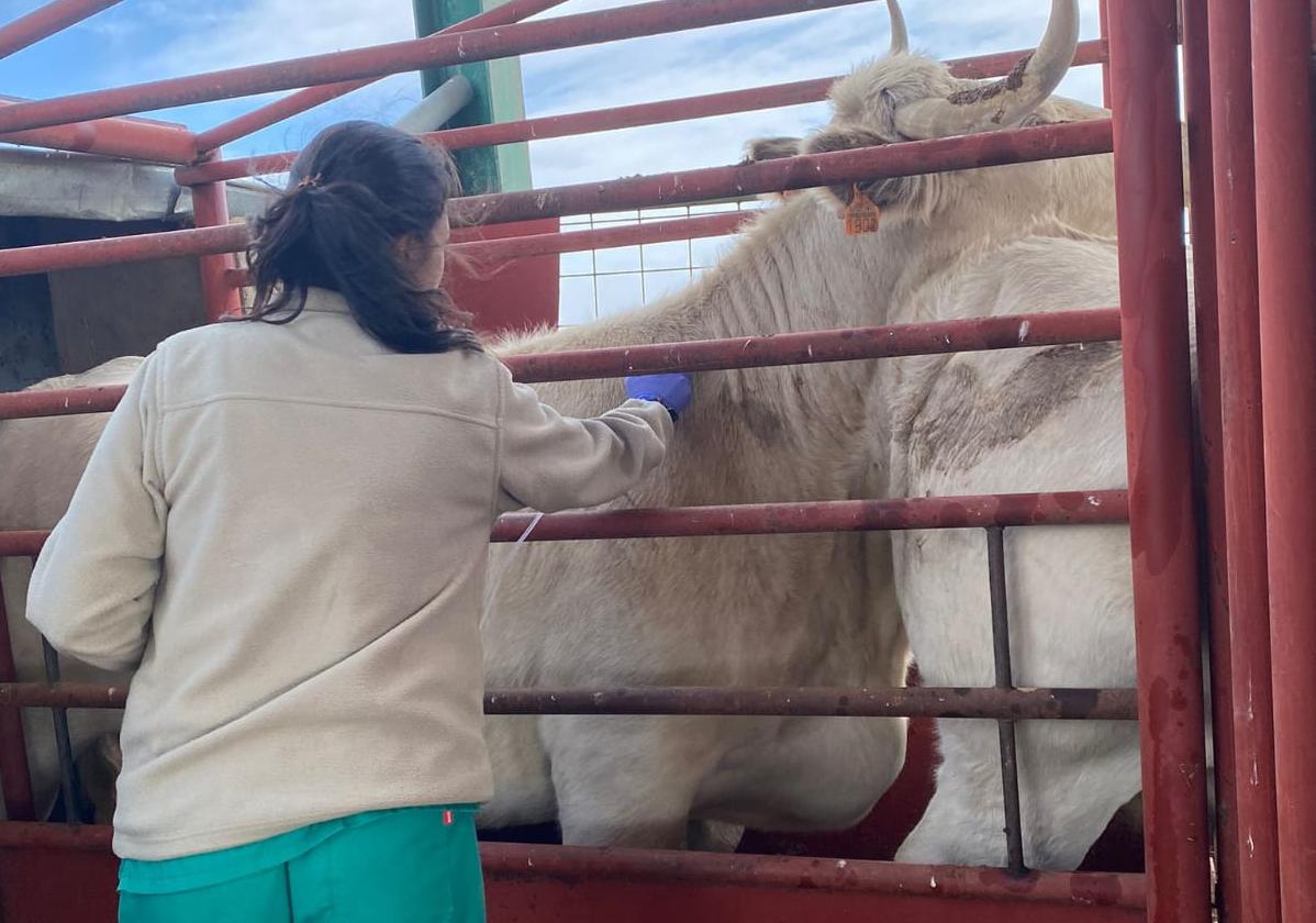 Una veterinaria realiza una prueba a una vaca.