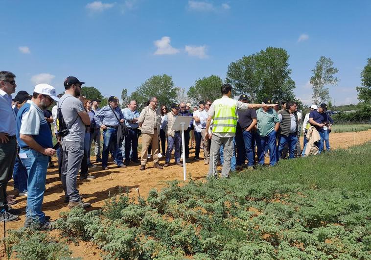 Jornada de Itacyl para mostrar sus campos de ensayo de herbáceos extensivos