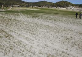 Campo de cereal donse se aprecian los devastadores efectos de la sequía.