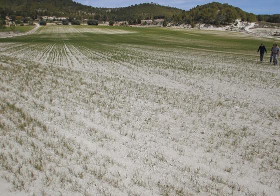 Campo de cereal donse se aprecian los devastadores efectos de la sequía.