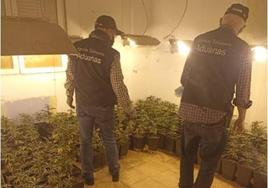 Plantas incautadas durante la 'operación Lata'.