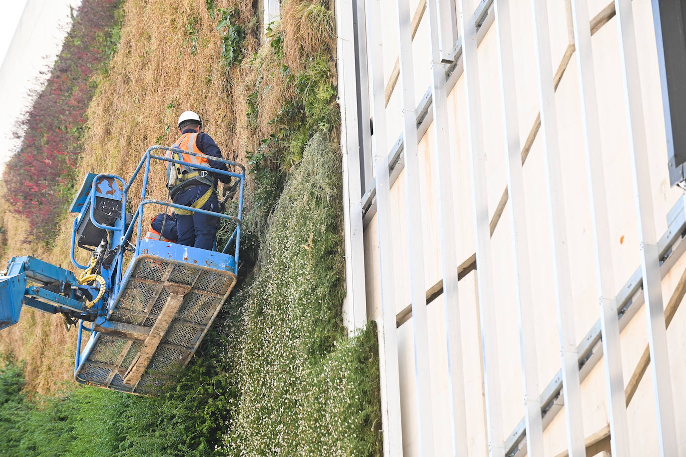 Valladolid se despide del jardín vertical del Corte Inglés