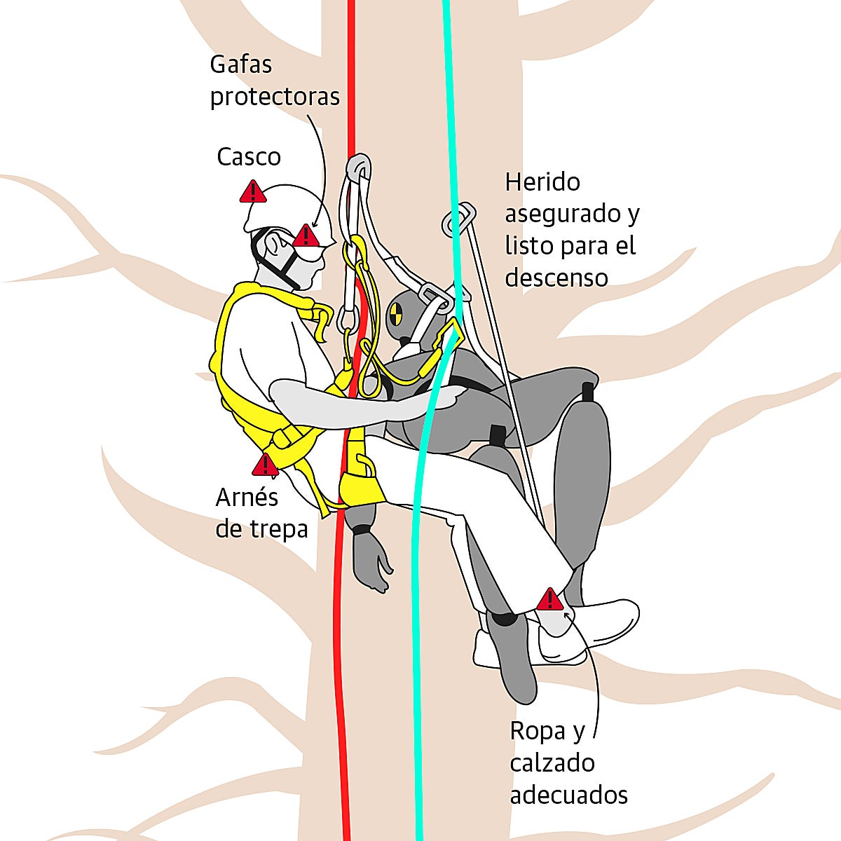 Así es la coronación de los árboles del Campo Grande de Valladolid