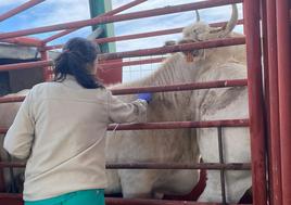 Una veterinaria realiza una prueba de saneamiento.