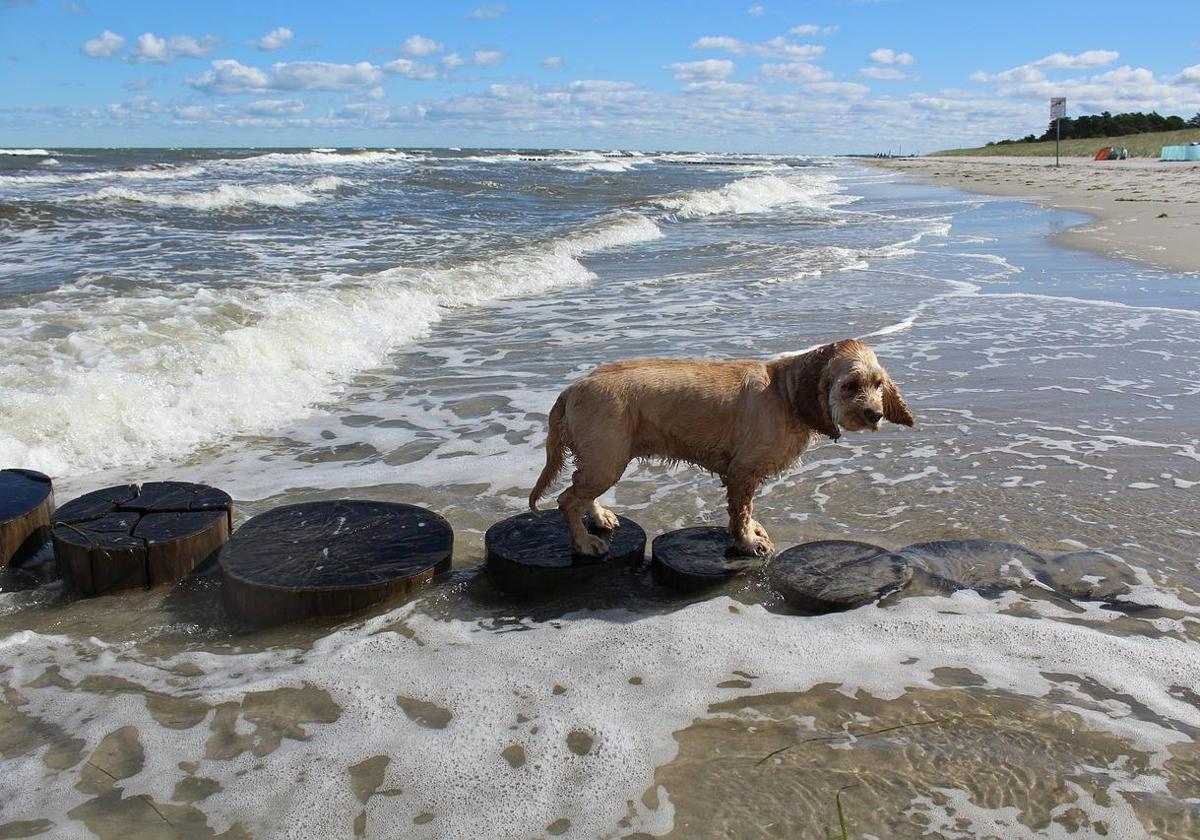 Un perro se da un baño en la playa durante el verano.