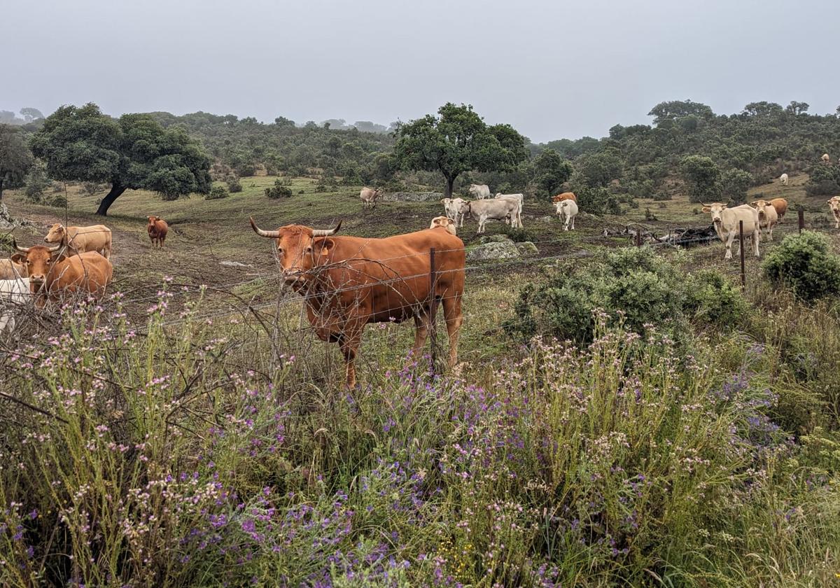 El ganado aprovecha el pasto en una finca de la localidad salmantina de Ituero de Azaba.