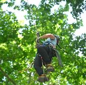 XX Campeonato de España de Trepa de Árboles en el Campo Grande de Valladolid