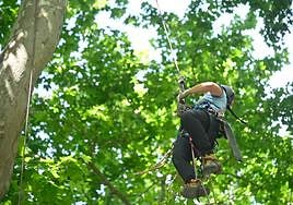 XX Campeonato de España de Trepa de Árboles en el Campo Grande de Valladolid