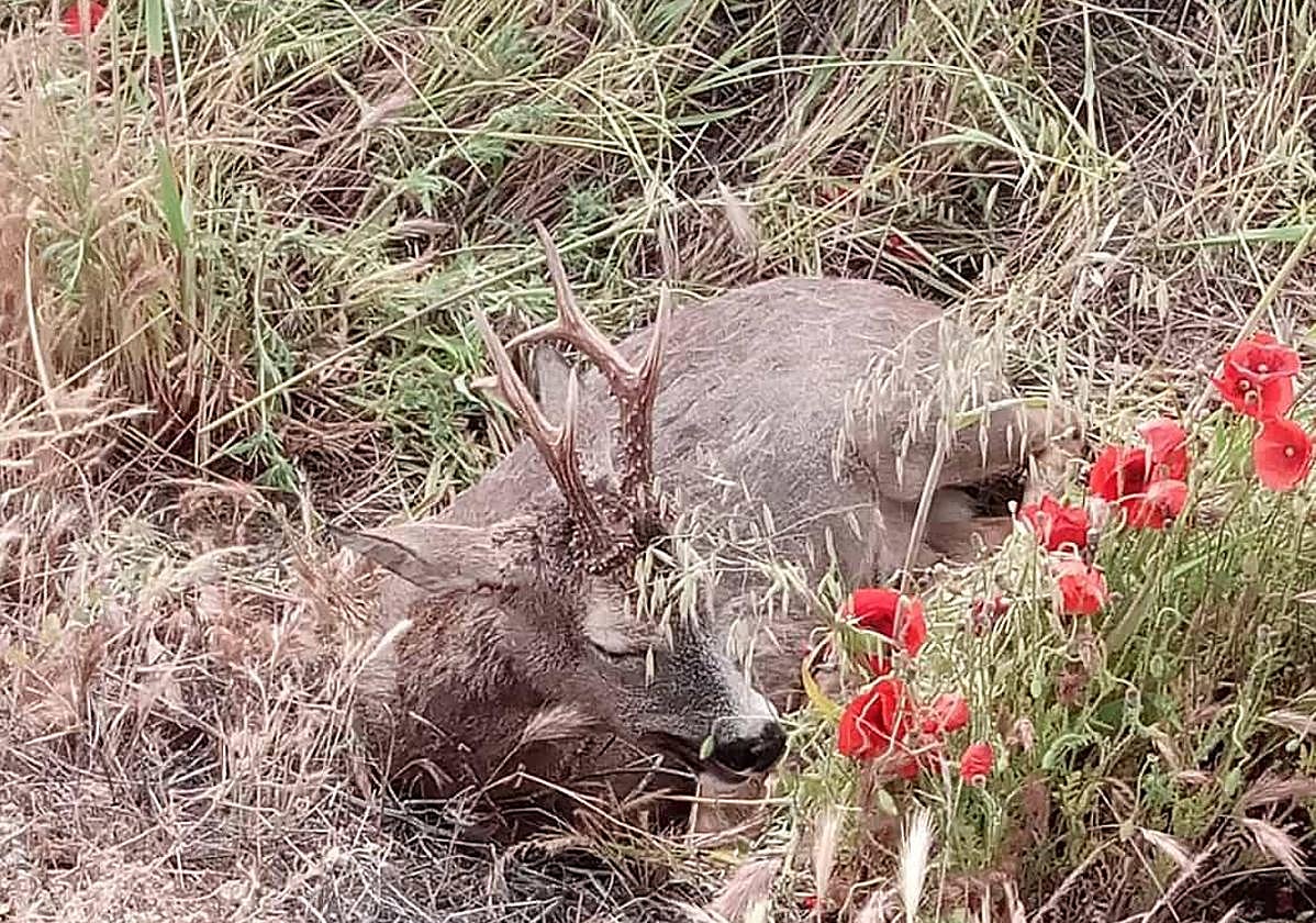 El corzo herido en la cuneta de la carretera.