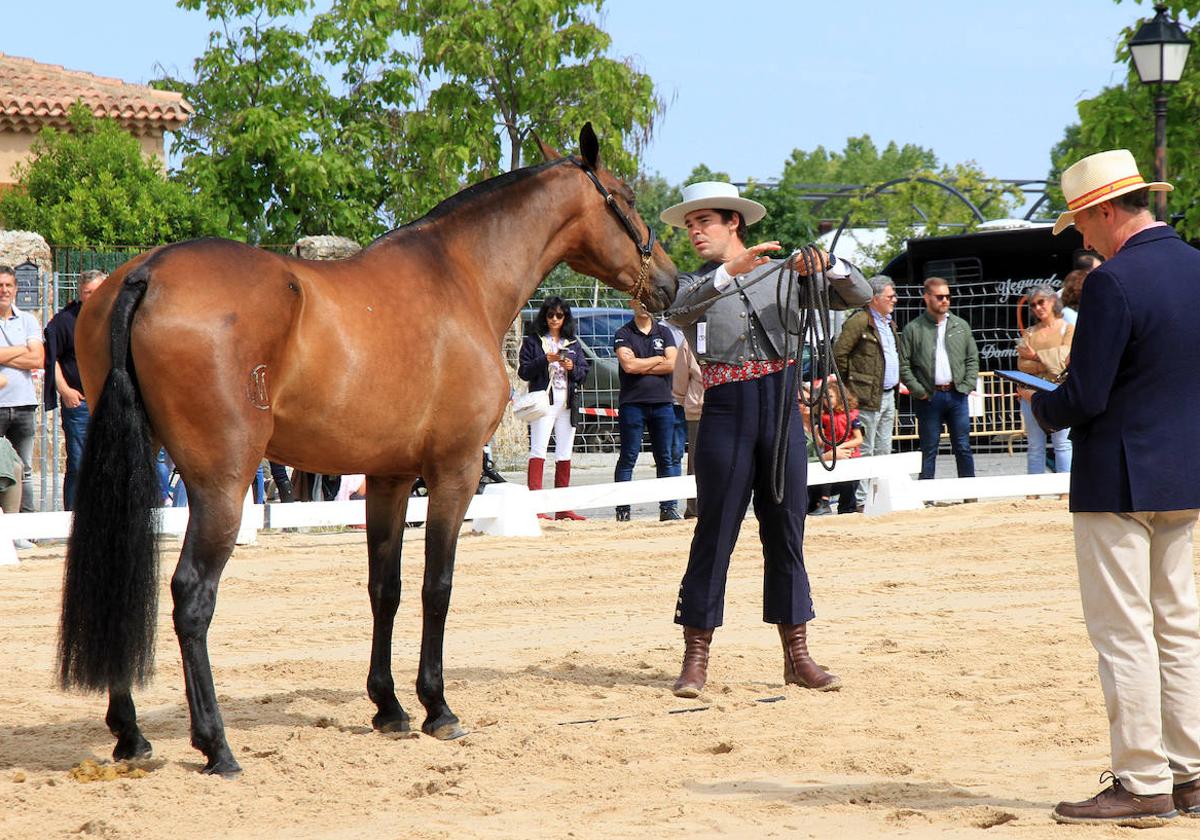 Concurso de caballos en Trescasas