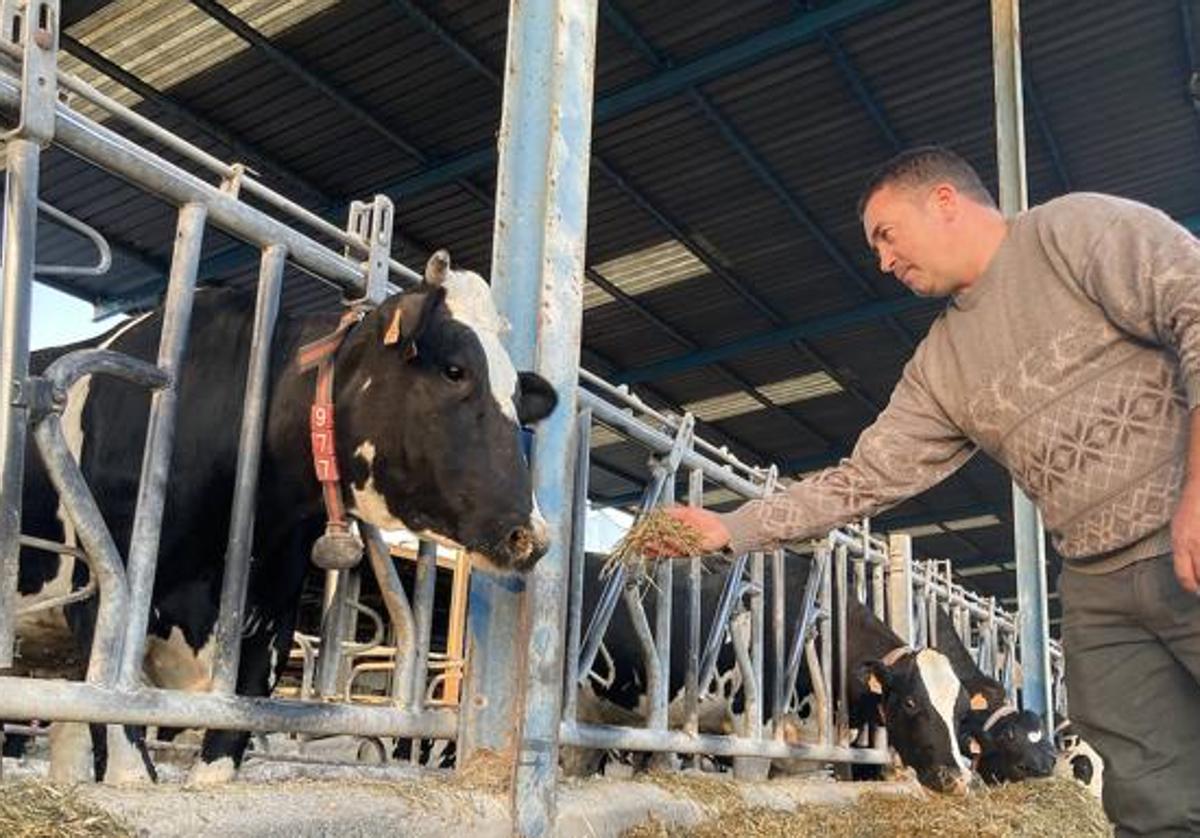 Hasta 450 euros de ayuda para comprar una vaca de leche tras el sacrificio