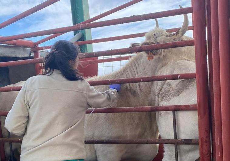 Una veterinaria realiza una prueba de saneamiento.