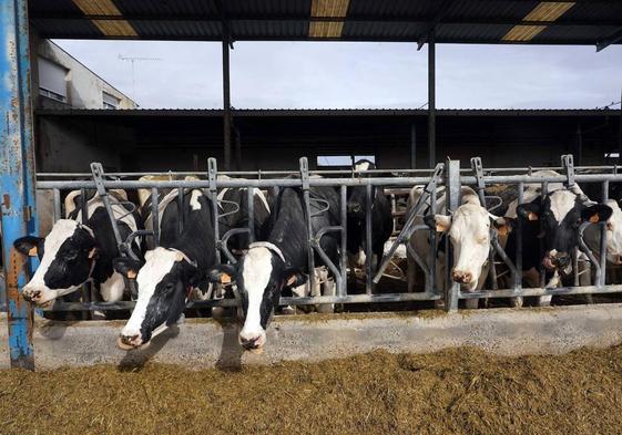 Explotación de vacuno de leche en la provincia de Valladolid.