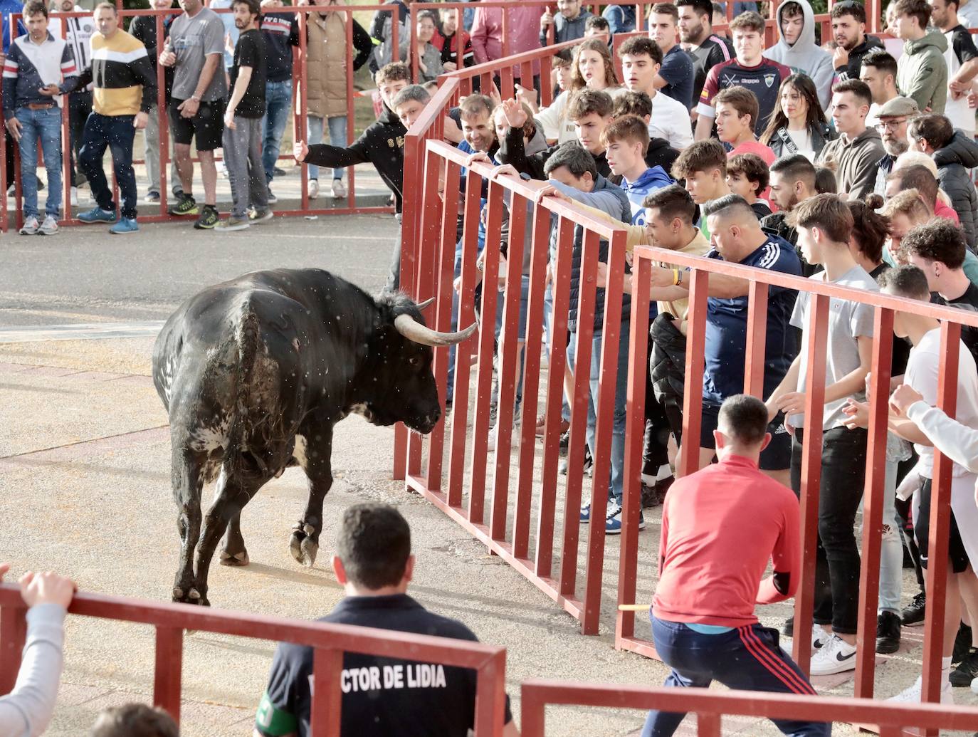 Las imágenes del primer encierro urbano en La Flecha