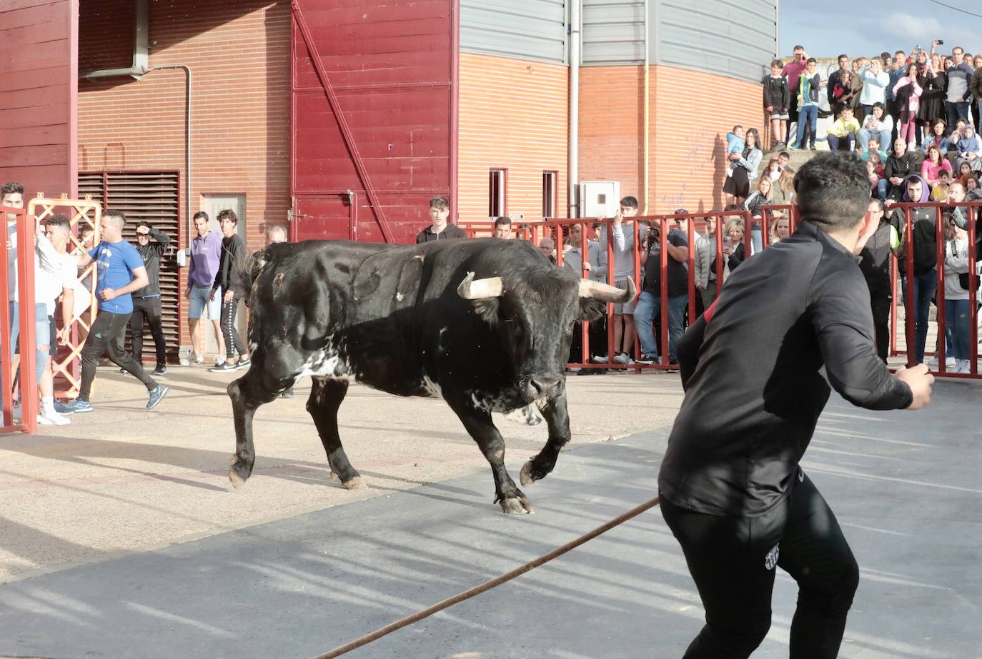 Las imágenes del primer encierro urbano en La Flecha