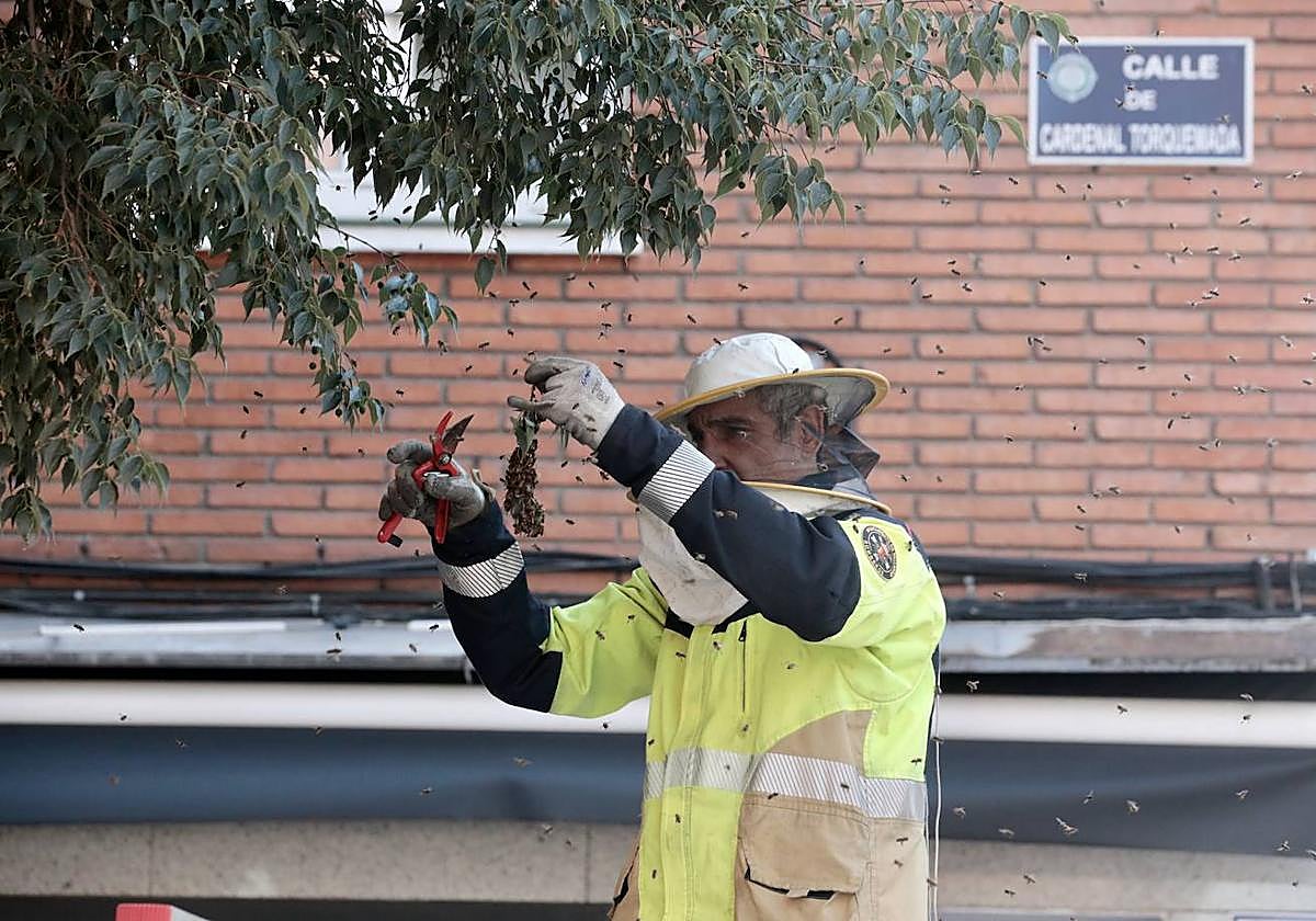Centenares de abejas revolotean sobre el apicultor durante la retirada del enjambre.