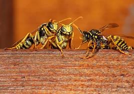 Avispas del género polistes.