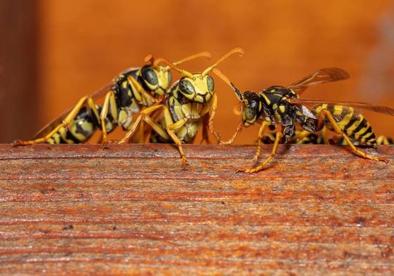 Avispas del género polistes.
