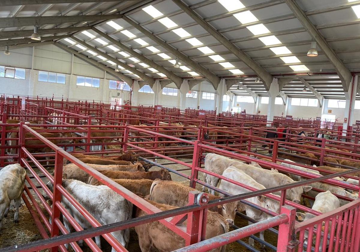 Mercado de ganados de Salamanca.