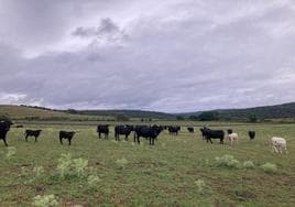 Moruchas de capa negra, también en peligro de extinción, en una explotación salmantina.