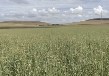 Los daños por pedrisco alcanzan las 45.000 hectáreas aseguradas