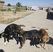 Requisan perros en mal estado en una finca abandonada del Camino Besugueros