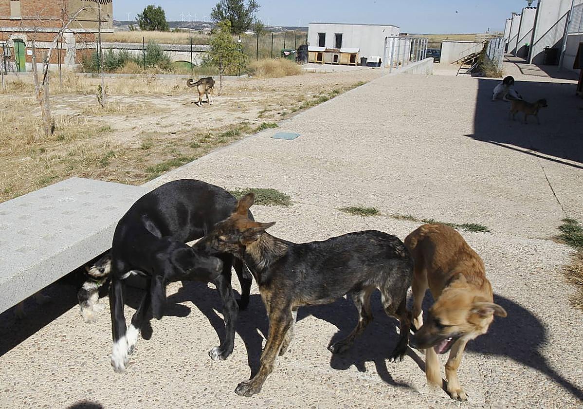 Perros en la protectora de animales de Palencia.