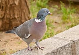 Paloma torcaz en Valladolid.