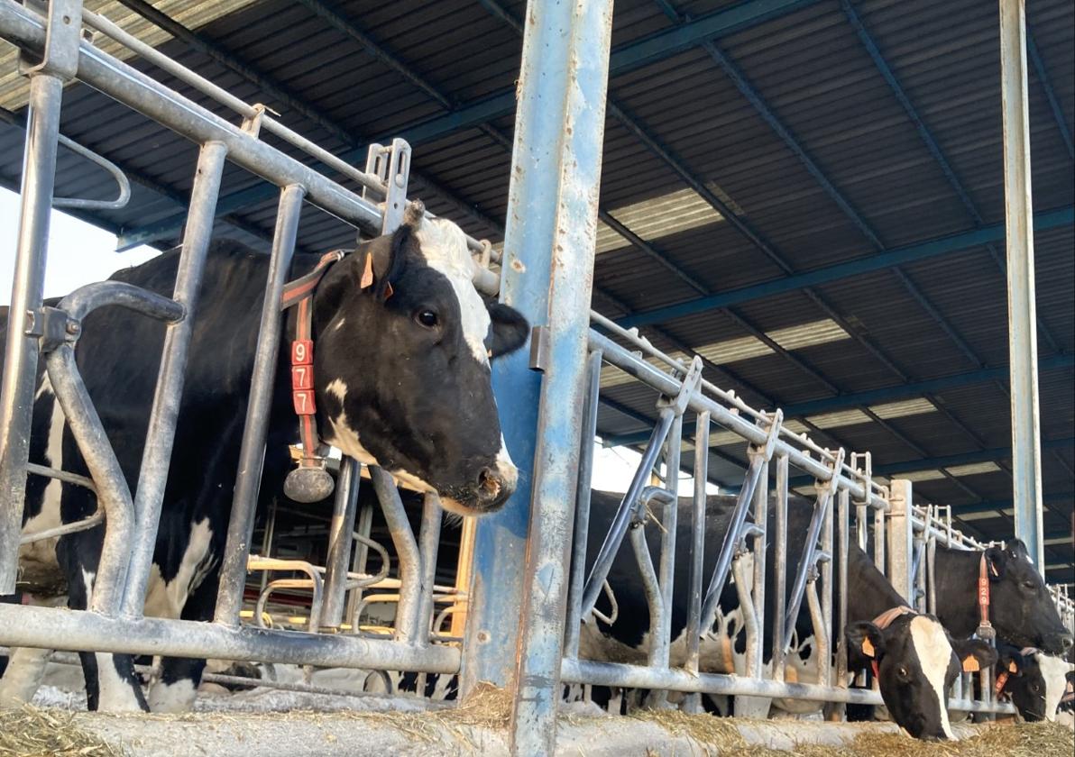 Explotación de vacuno de leche.