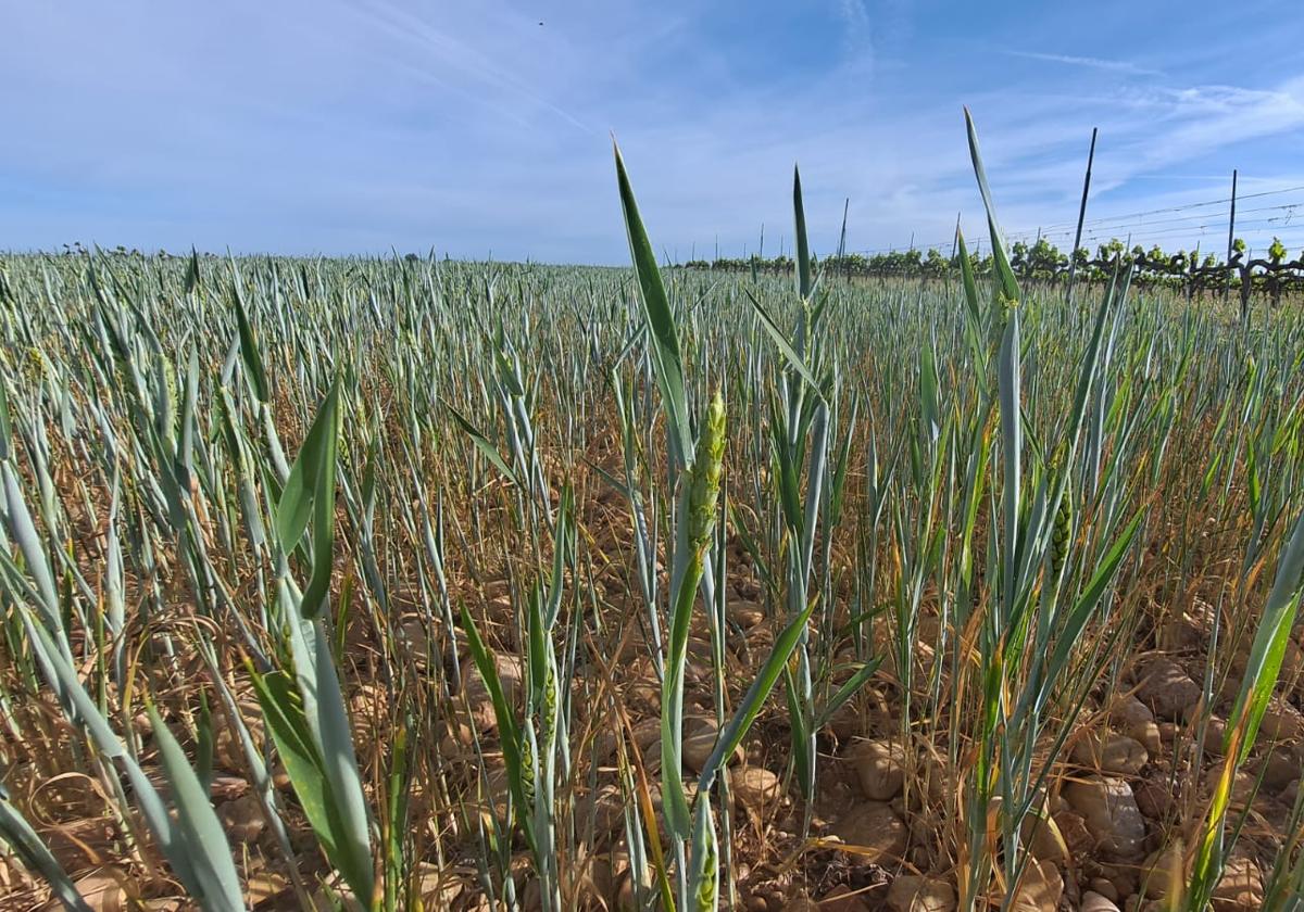 Parcela de cereal en la provincia de Burgos, esta campaña.