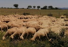 Las ovejas de Deme González pastando en la localidad salmantina de Martiago.