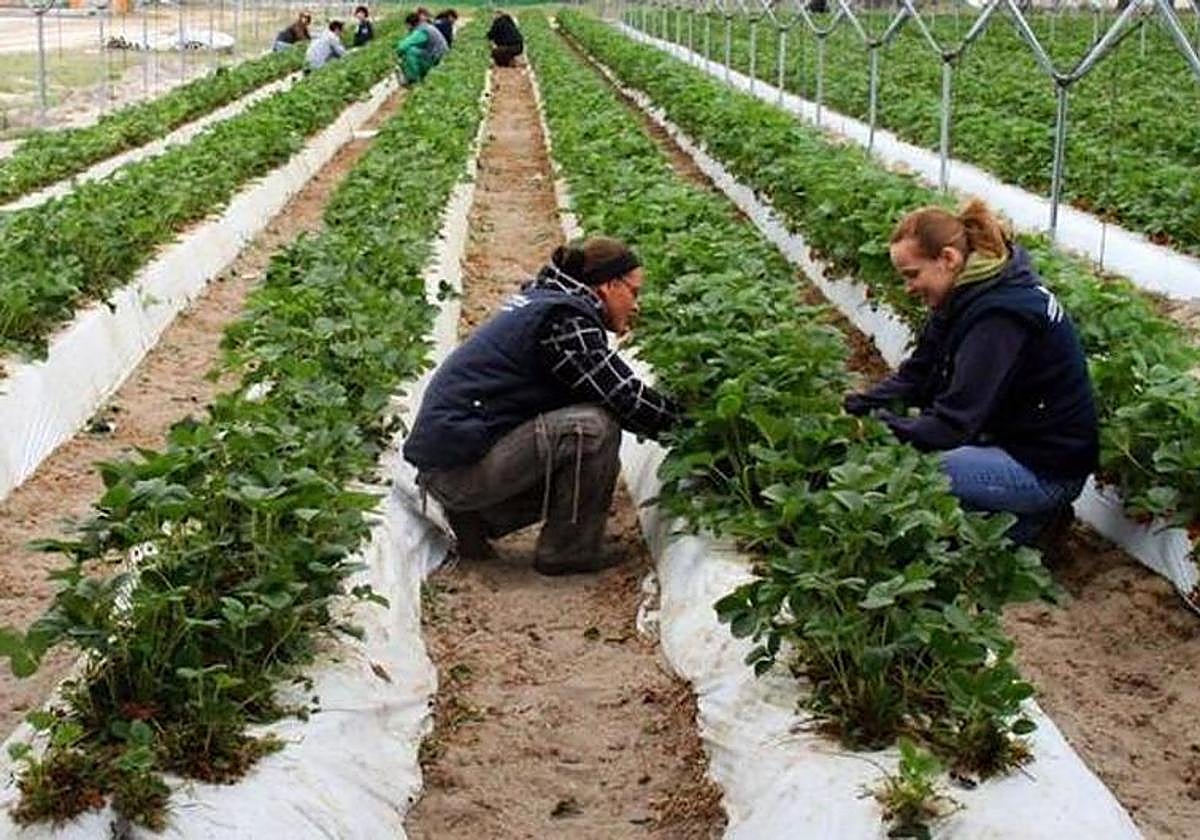 Dos mujeres trabajan en un invernadero de la provincia de Segovia.