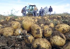 Recolección de patatas.