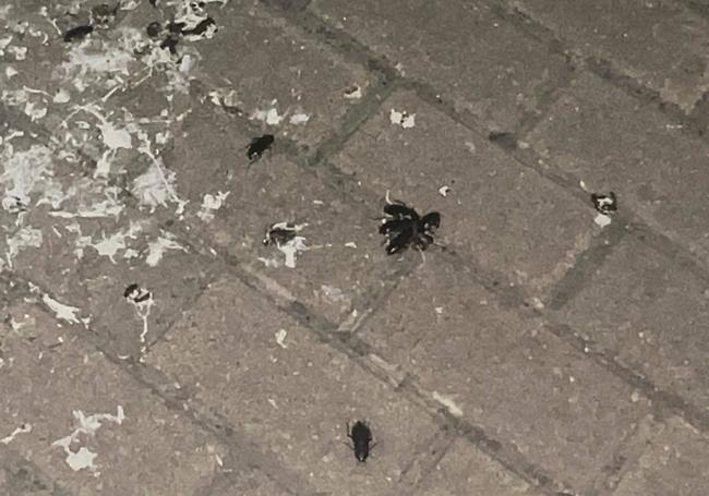 Cucarachas se alimentan por la noche de los excrementos de las palomas.