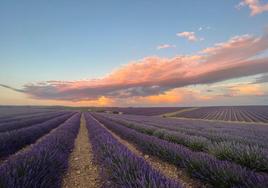 Campos de lavanda de la cooperativa del Campo La Burgalesa, en Caleruega.