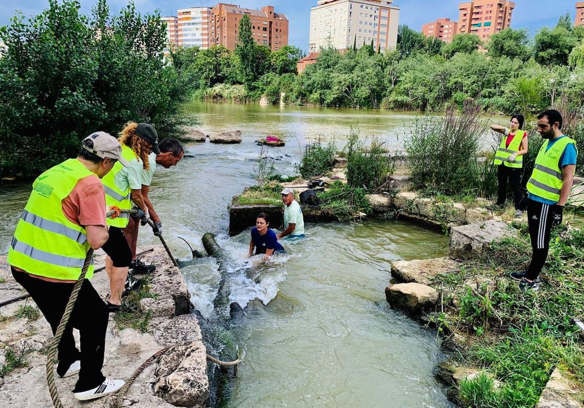 Los miembros de AMA el Pisuerga, durante su intervención en el río.