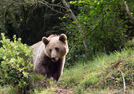 Oso pardo cantábrico