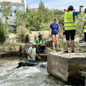 Con el agua hasta la cintura para retirar toneladas de troncos del Pisuerga