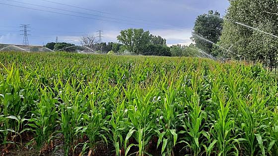 Publicadas las bases de las ayudas para la sucesión de explotaciones agrarias