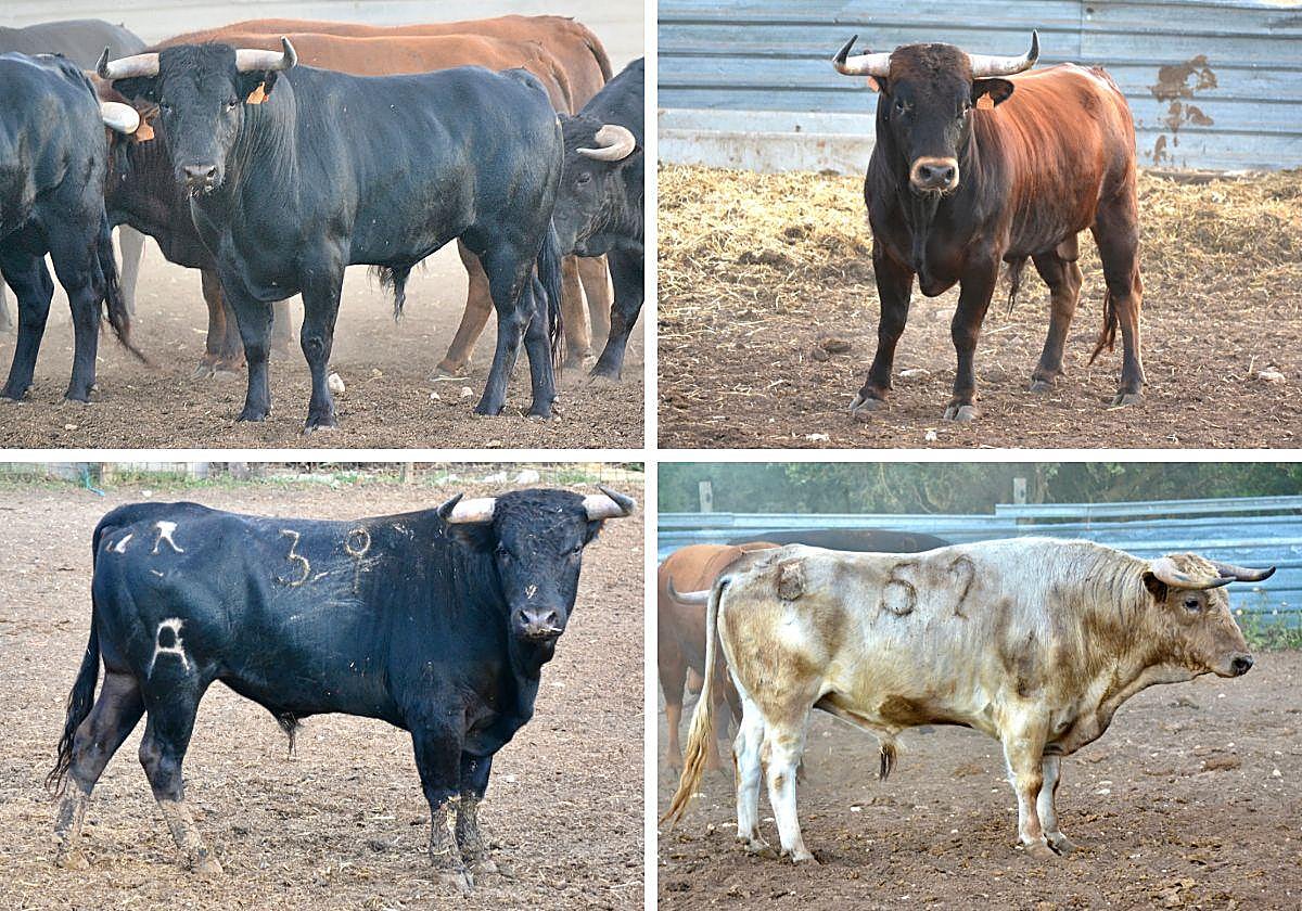 Los astados de las ganaderías de Paloma Sánchez Rico, Sánchez Urbina, Cuevas Bajas y Esteban Isidro (de izda. a der. y de arriba a abajo).