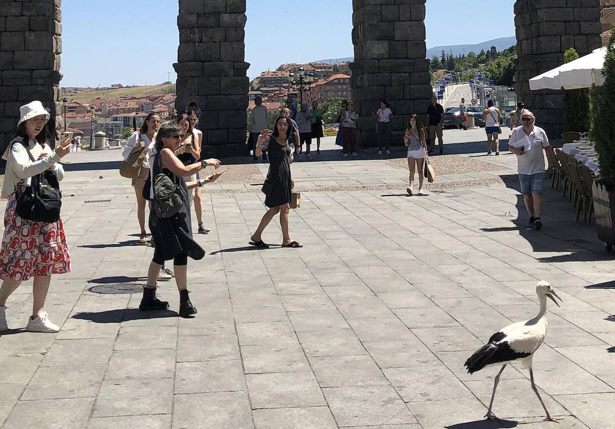 Curiosos graban a una cría de cigüeña andando el pasado lunes por el Azoguejo, a los pies del Acueducto de Segovia.